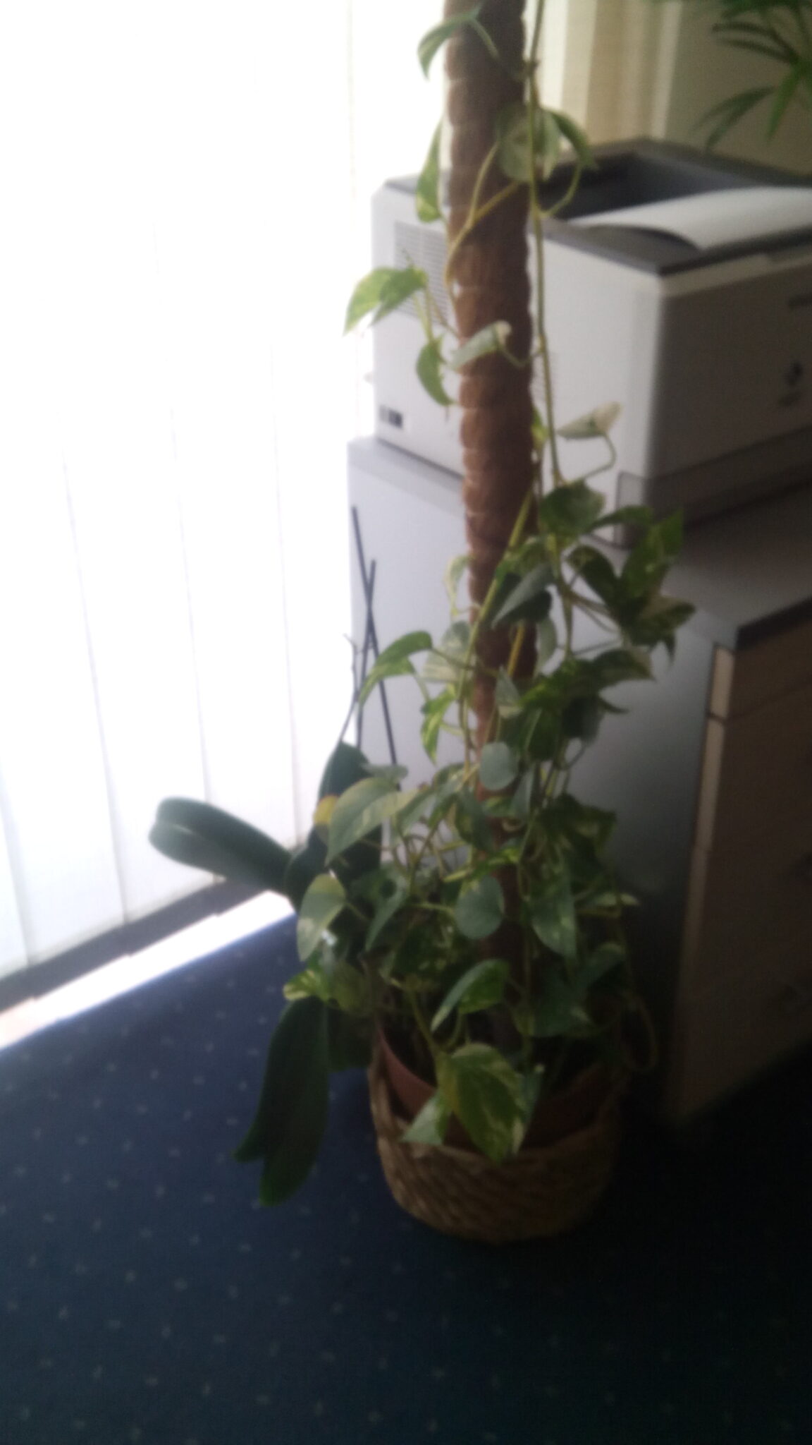 Concorde SmartPhone 5500