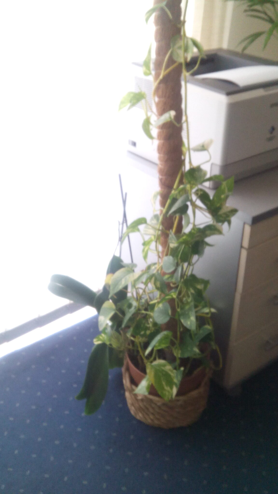 Concorde SmartPhone 5500